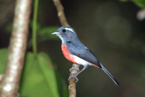 Grey-throated Chat     